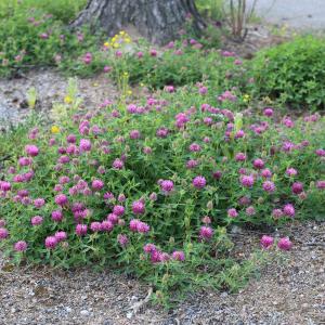 Violettikukkaisia metsäapiloita.