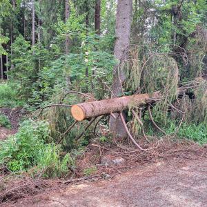 Metsänäkymä, jossa etualalla kaatunut kuusi.