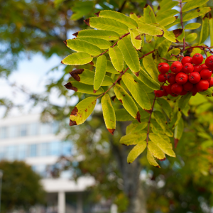 A branch of a rowan tree. A cluster of berries on the branch. The window wall of Sampola in the background.