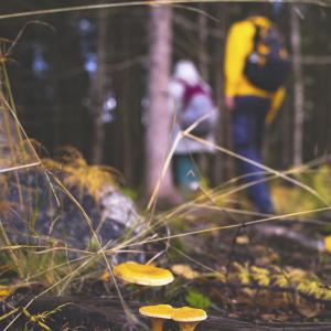 Aikuisia syksyisessä metsässä kävelemässä reput selässä. 