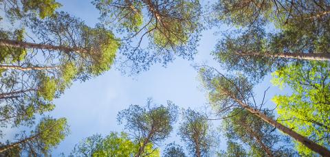 Helvetinjärven mäntyjen latvoja ja sinista taivasta alhaalta ylöspäin kuvattuna.