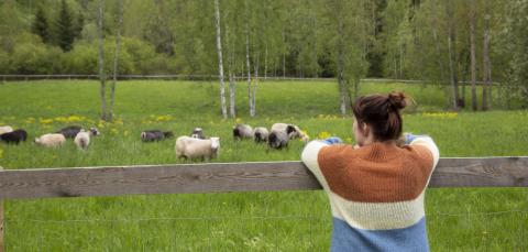 Nainen selin katselee aidan takaa vihreällä niityllä laiduntavia lampaita.
