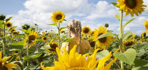 Tyttö isojen auringonkukkien keskellä.