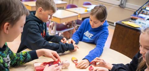 Schoolchildren in a biology class exploring the human body with the help of a dummy.