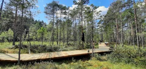 Puinen, esteetön käytävä Tohloppi-järven suomaastossa