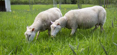 Kaksi lammasta syömässä ruohoa aitauksessa.