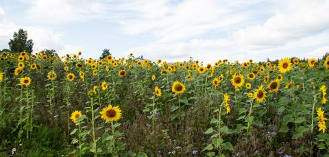 Auringonkukkia aurinkoisessa säässä pellolla.