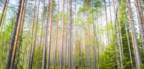 A person walking along a path in a pine forest. 