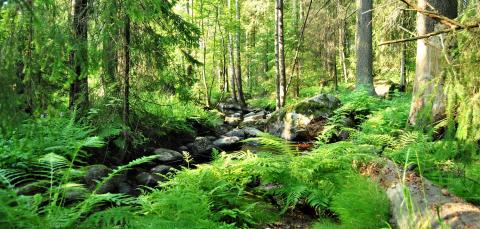 Kuva Myllypuron luonnonsuojelualueelta puron varrelta.