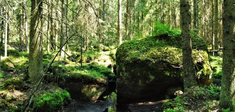 Kuva Pahaluoman luonnonsuojelualueelta.