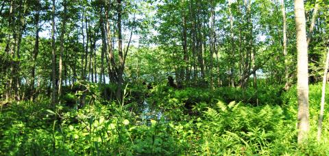 Kuva Vaakkolammi-Likokallion luonnonsuojelualueelta lammen ääreltä.