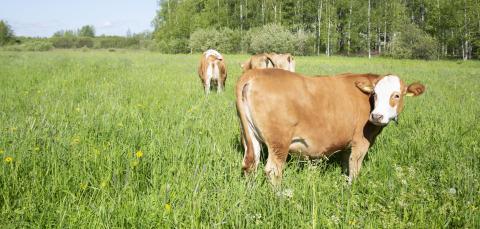 Lehmä laiduntaa vehreällä laitumella.