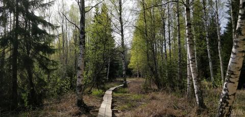 Pitkokset Vuoreksen Koukkujärven luontopolulla