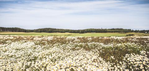 Kukkapelto auringossa.