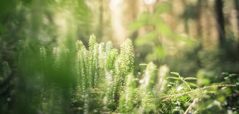 Vehreää sammalta läheltä kuvattuna.