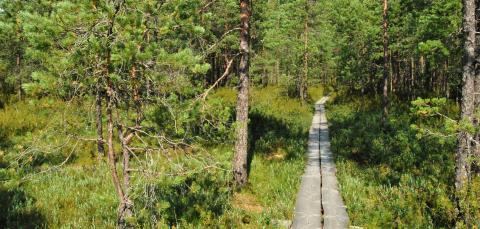 Kuva Hallilan pehkusuon luonnonsuojelualueelta. Kuvassa suoalueen poikki kulkevat pitkospuut.