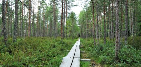 Kuva Hupakankorven luonnonsuojelualueelta. Kuvassa näkyy suota, puita ja pitkospuut.