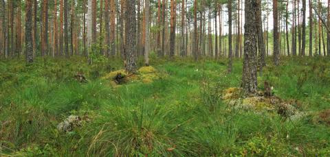Kuva Koikansuon luonnonsuojelualueelta. Kuvassa aluskasvillisuutta ja puita.
