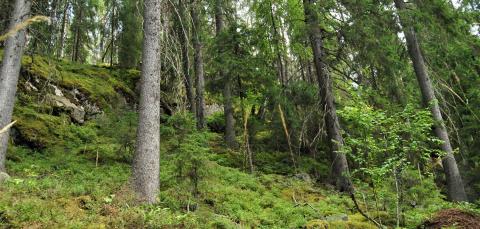 Kuva Korvenvuoren luonnonsuojelualueelta. Kuvassa puita ja jyrkkää kallioista maastoa..