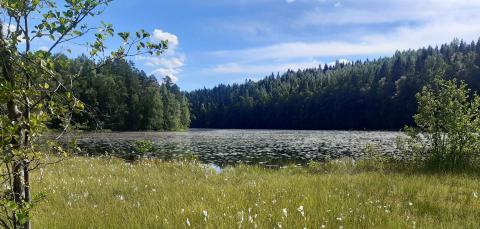 Suolijärven länsiosaa ja suoaluetta.