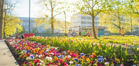 Orvokkeja ja tulppaaneja keväisessä Kirjastonpuistossa.
