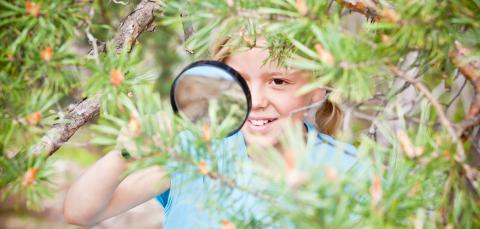 Tyttö tutkii suurennuslasilla männynoksaa.