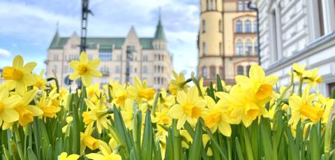 Close-up of daffodils, with the Art Nouveau buildings of the Central Square in the background and the corner of the Town Hall on the right.