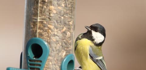 Talitiainen ruokinta-automaatilla.