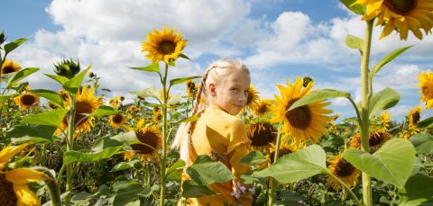 Lettipäinen tyttö keskellä auringonkukkapeltoa.