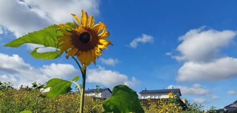 Auringonkukka ja muuta kasvustoa kesäisellä maisemapellolla.
