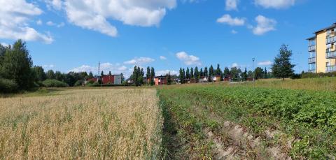 Kaura- ja perunakasvustoa Vihiojanpuiston maisemapellolla.