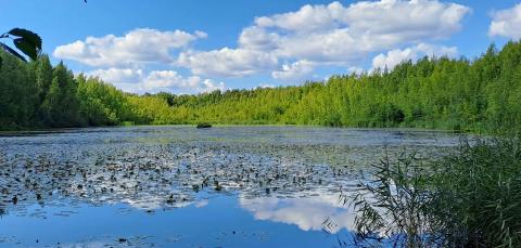 Vähäjärvi kesällä, järvessä runsaasti vesikasvillisuutta.
