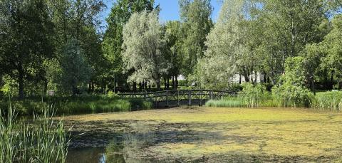 Lampipuisto ja lammet yhdistävä silta.
