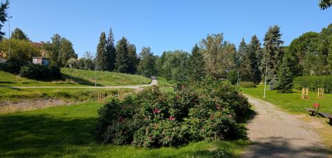 Yleisnäkymä Litukanpuistosta, edessä kukkaistutuksia.