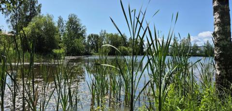 Pahalampi ja rantakasvillisuutta.