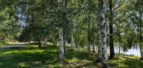 Vihilahdenpuiston metsikköä.