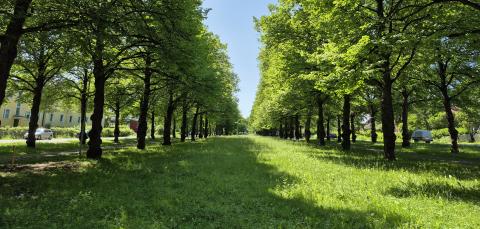 Viinikanpuiston puukäytävä.