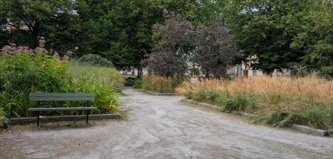 Heinäpuiston koristeheinikkoa ja penkki.