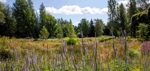 Kuvassa vihreää niittyä.