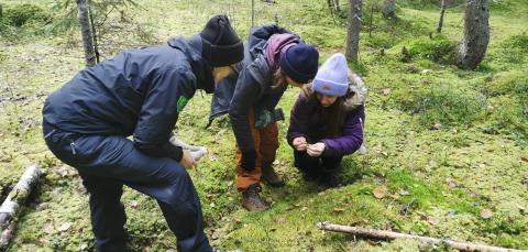 Kuvassa on opettajia tutkimassa sammalta metsässä