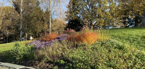 Penkkejä ja istutuksia Saukonpuistossa syksyn aikaan.