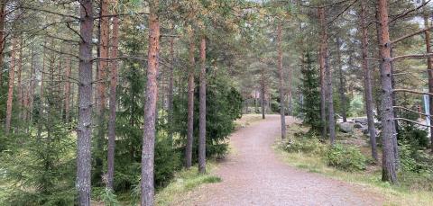 Leveä polku mäntymetsän keskellä Toispuolisenpuistossa.