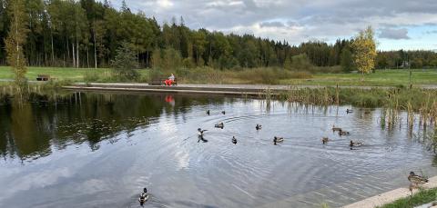 Sorsia vedessä Vuoreksen keskuspuistossa.