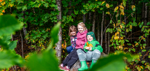 Three children are sitting on a rock in a forest. 