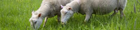 Kaksi lammasta syömässä ruohoa aitauksessa.