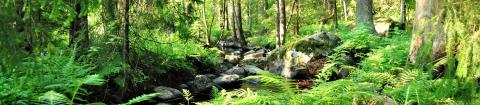 Kuva Myllypuron luonnonsuojelualueelta puron varrelta.