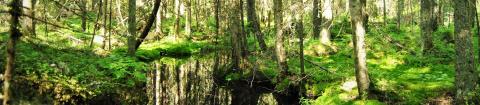 Kuva Leppiojan luonnonsuojelualueelta puron varrelta.