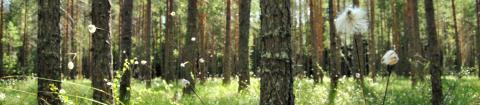 Kuvassa kasveja ja puita Kintulammin luonnonsuojelualueelta.