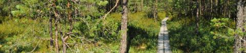 Kuva Hallilan pehkusuon luonnonsuojelualueelta. Kuvassa suoalueen poikki kulkevat pitkospuut.