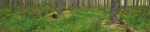 Kuva Koikansuon luonnonsuojelualueelta. Kuvassa aluskasvillisuutta ja puita.